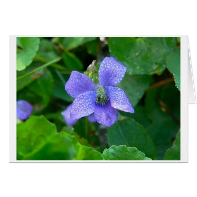 Violett im Regen (Vorderseite (Horizontal))