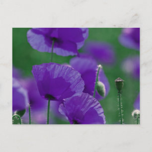 violett Mohn Art Postkarte