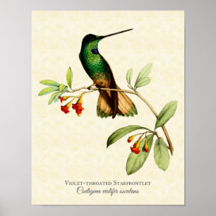 Violett-throated Starfrontlet Kolibri-Kunst-Druck Poster