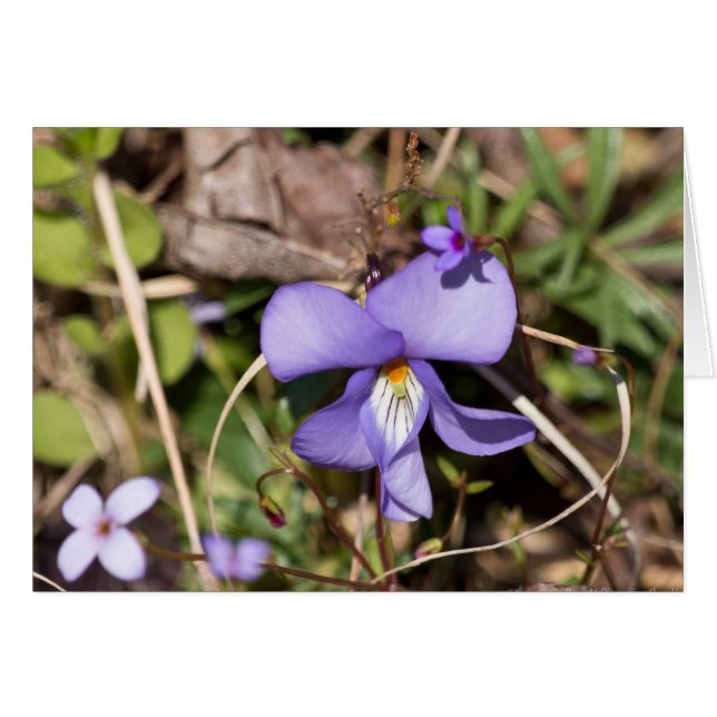 Violett von Vögeln mit Blüten (Vorderseite (Horizontal))