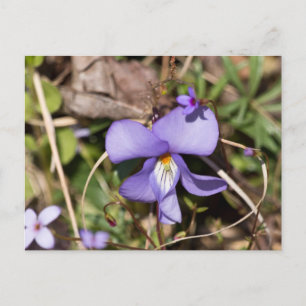Violettblättriges Stiefmütterchen mit Vergissmeinn Postkarte