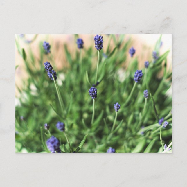 Violette Blume - Postkarte (Vorderseite)