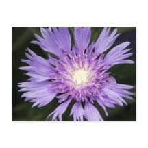 Violette Blume Postkarte