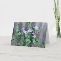 Violette Blumen, die im Beileid von Zaun wachsen