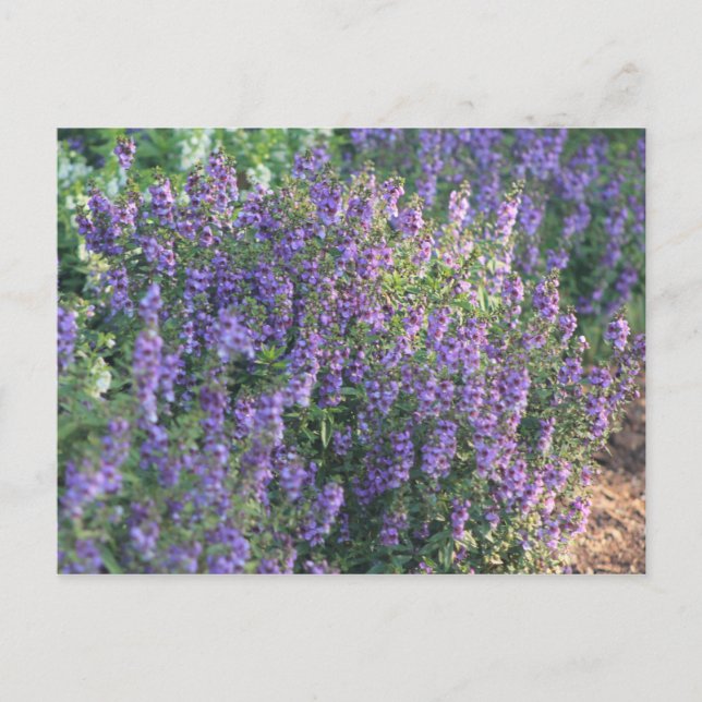 Violette Blumen im Sonnenlicht Postkarte (Vorderseite)