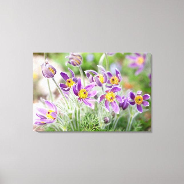 Violette Blumen in der Sonne Leinwanddruck (Vorderseite)