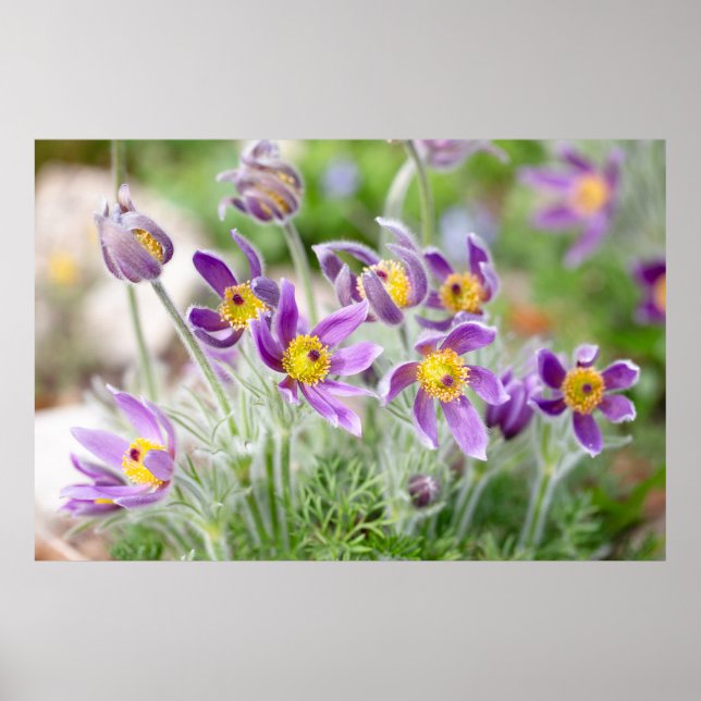 Violette Blumen in der Sonne Poster (Vorne)