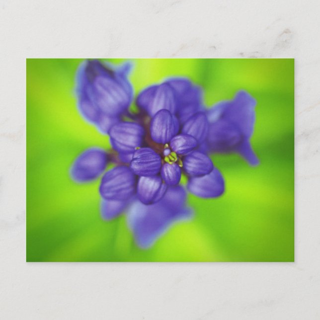 violette Blumen Postkarte (Vorderseite)