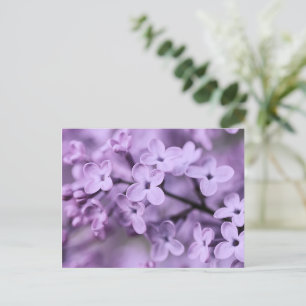 Violette Fliederblütenzweige Feiertagspostkarte