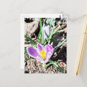 Violette Krokusblumen  Postkarte