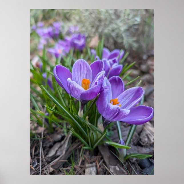 Violette Krokusblüte Poster (Vorne)