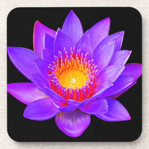 Violette Lotusblume auf Schwarz Getränkeuntersetzer
