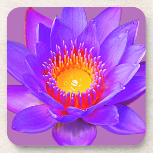 Violette Lotusblume Getränkeuntersetzer