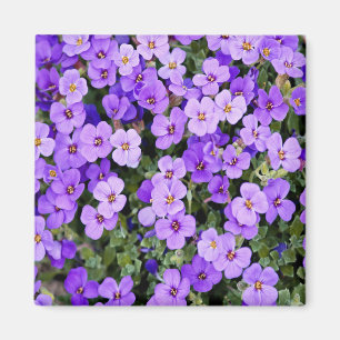 Violette Magnet