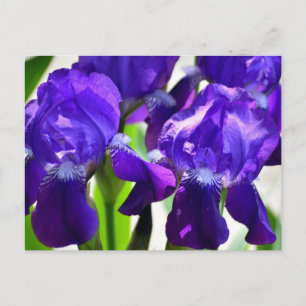 Violette Schwertlilien-Iris-Blume Postkarte