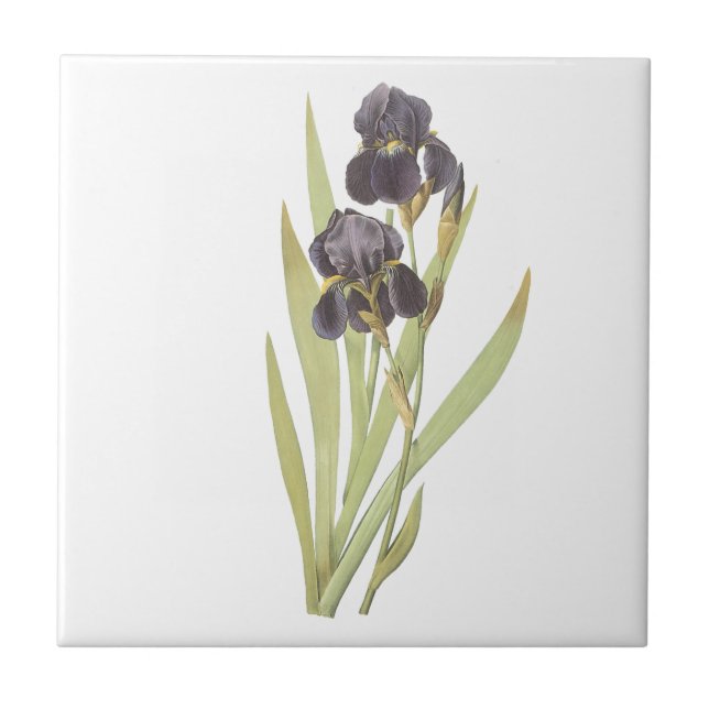 Violette Schwertlilienblumen Fliese (Vorderseite)
