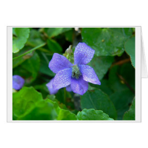 Violette sous la pluie