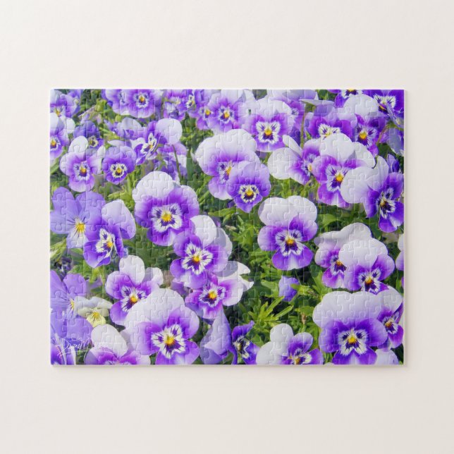 Violette Stiefmütterchen (Horizontal)
