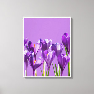 Violetter Krokus Erwachen Leinwanddruck