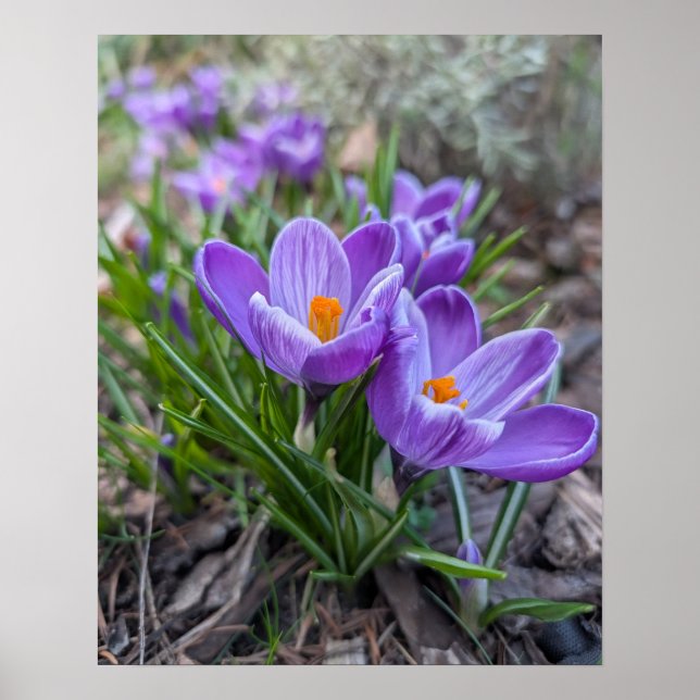 Violetter Krokus Poster (Vorne)