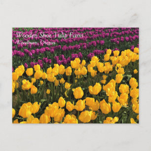 Violettes und gelbes Tulpenfeld, Oregon Postkarte