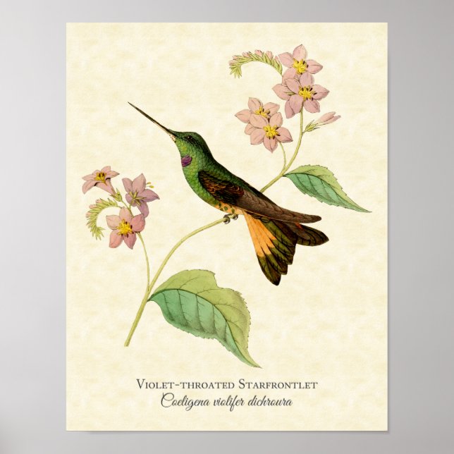 Violettkehl-Starfrontlet-Kolibri-Kunstprint Poster (Vorne)