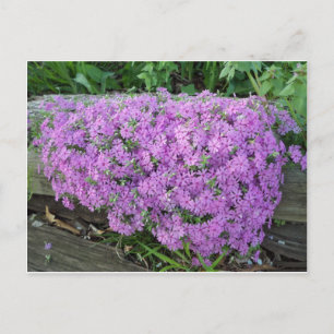 Violettmasse der Blume Postkarte