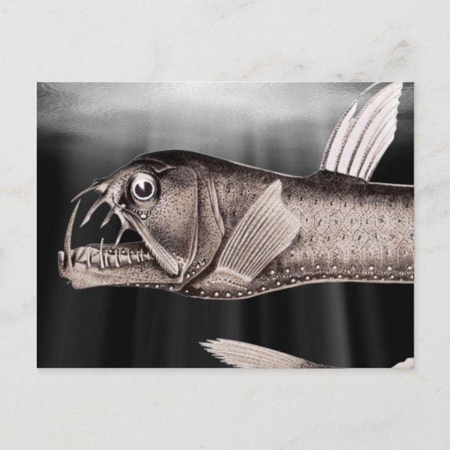 Viperfische Postkarten (Vorderseite)