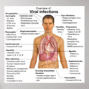 Viral Infections and the Species Involved Chart Poster