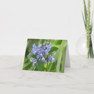 Virginia bluebell (Mertensia virginica) Karte