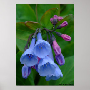 Virginia Bluebells, affiche