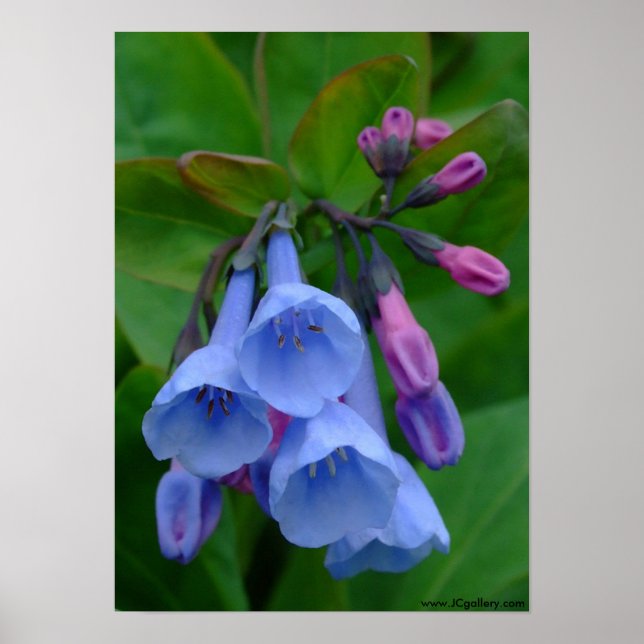 Virginia Bluebells, affiche (Devant)