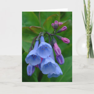 Virginia Bluebells, Card Karte