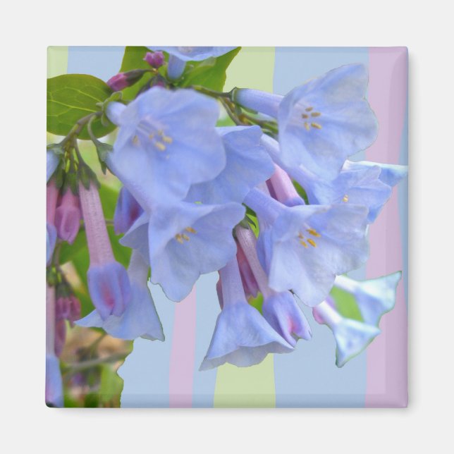 Virginia Bluebells Wildblume Magnet (Vorne)