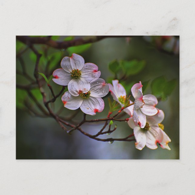 Virginia Dogwood Postkarte (Vorderseite)