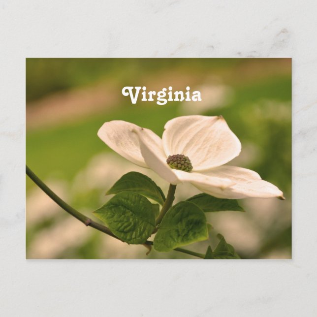 Virginia Dogwood Postkarte (Vorderseite)