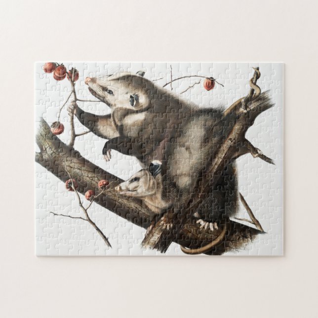 Virginia Opossum Didelphis Virginia Illustration (Horizontal)