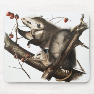 Virginia Opossum Didelphis Virginia Illustration Mousepad