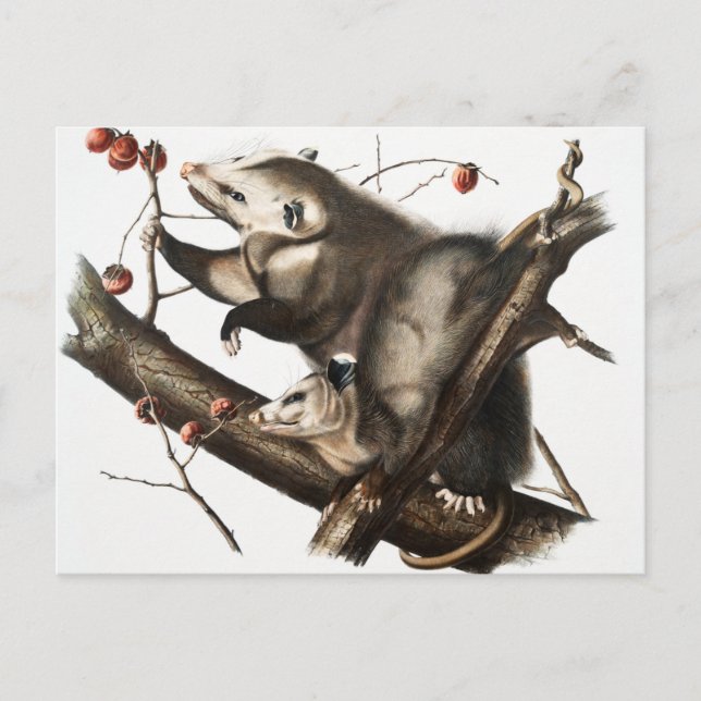 Virginia Opossum Didelphis Virginia Illustration Postkarte (Vorderseite)