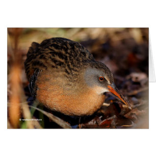 Virginia Rail dans le sous-brosse
