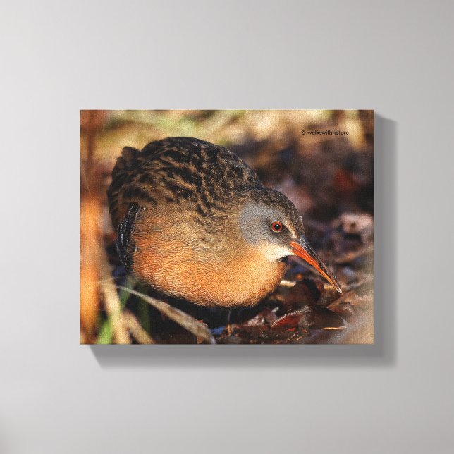 Virginia Rail im Unterbüro Leinwanddruck (Vorderseite)