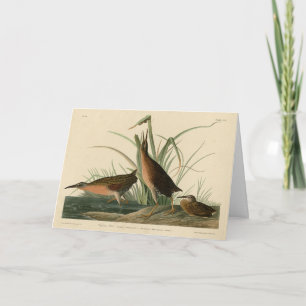 Virginia Rail von Audubons Vögeln Amerikas Karte