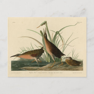 Virginia Rail von Audubons Vögeln Amerikas Postkarte