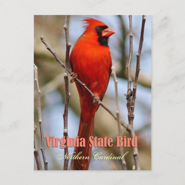 Virginia Staat Bird - Nordlicher Kardinal Postkarte (Vorderseite)