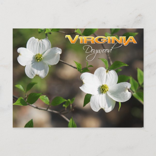 Virginia Staat Blume: Dogwood Postkarte (Vorderseite)