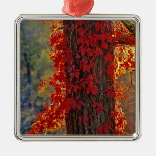 Virginia-Strampler im Herbst strahlend rot Ornament Aus Metall