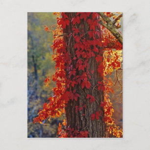 Virginia Strampler leuchtend rot im Herbst Postkarte