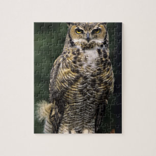 Virginia-Uhu (Bubo virginianus), Ganzkörper
