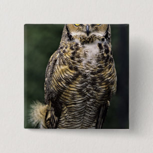 Virginia-Uhu (Bubo virginianus), Ganzkörper Button