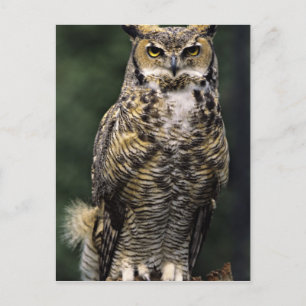 Virginia-Uhu (Bubo virginianus), Ganzkörper Postkarte